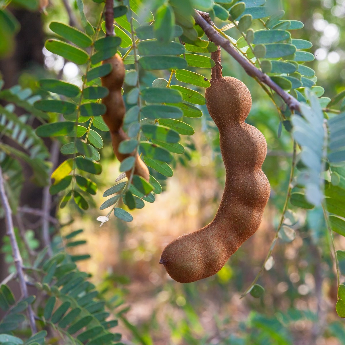 Tamarind indický - Tamarindus indica - semena tamarindu - 5 ks