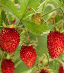 Jahodník lesní Tubby Red - Fragaria vesca - semena jahodníku - 15 ks