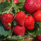 Jahodník stáleplodící Delician F1 - Fragaria ananassa - semena jahodníku - 7 ks
