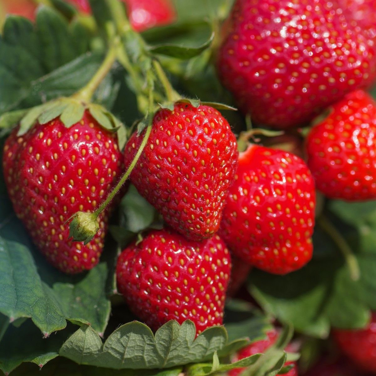 Jahodník stáleplodící Delician F1 - Fragaria ananassa - semena jahodníku - 7 ks