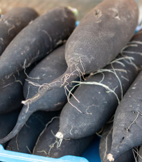 Ředkev setá dlouhá černá - Raphanus sativus niger - semena ředkve - 200 ks