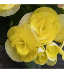 Begonie žlutá - Begonia Pendula maxima - hlízy begonie - 2 ks