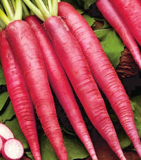 Ředkev Ostergruss Rosa 2 - Raphanus sativus - semena ředkve - 80 ks