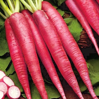 Ředkev Ostergruss Rosa 2 - Raphanus sativus - semena ředkve - 80 ks