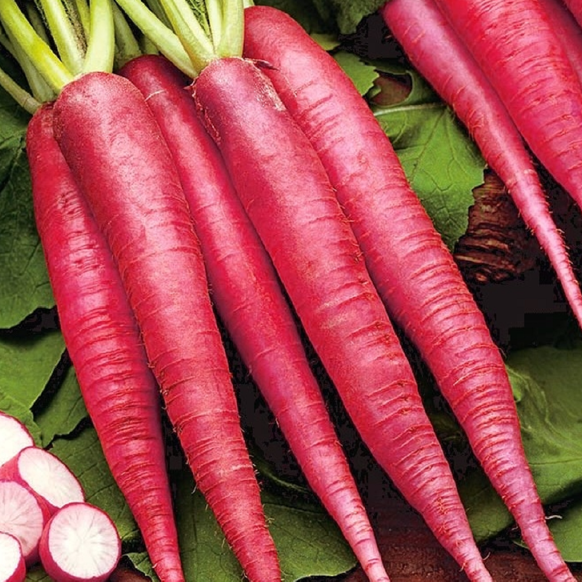 Ředkev Ostergruss Rosa 2 - Raphanus sativus - semena ředkve - 80 ks