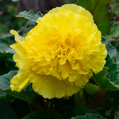 Begonie třepenitá žlutá - Begonia fimbriata - hlízy begonie - 2 ks