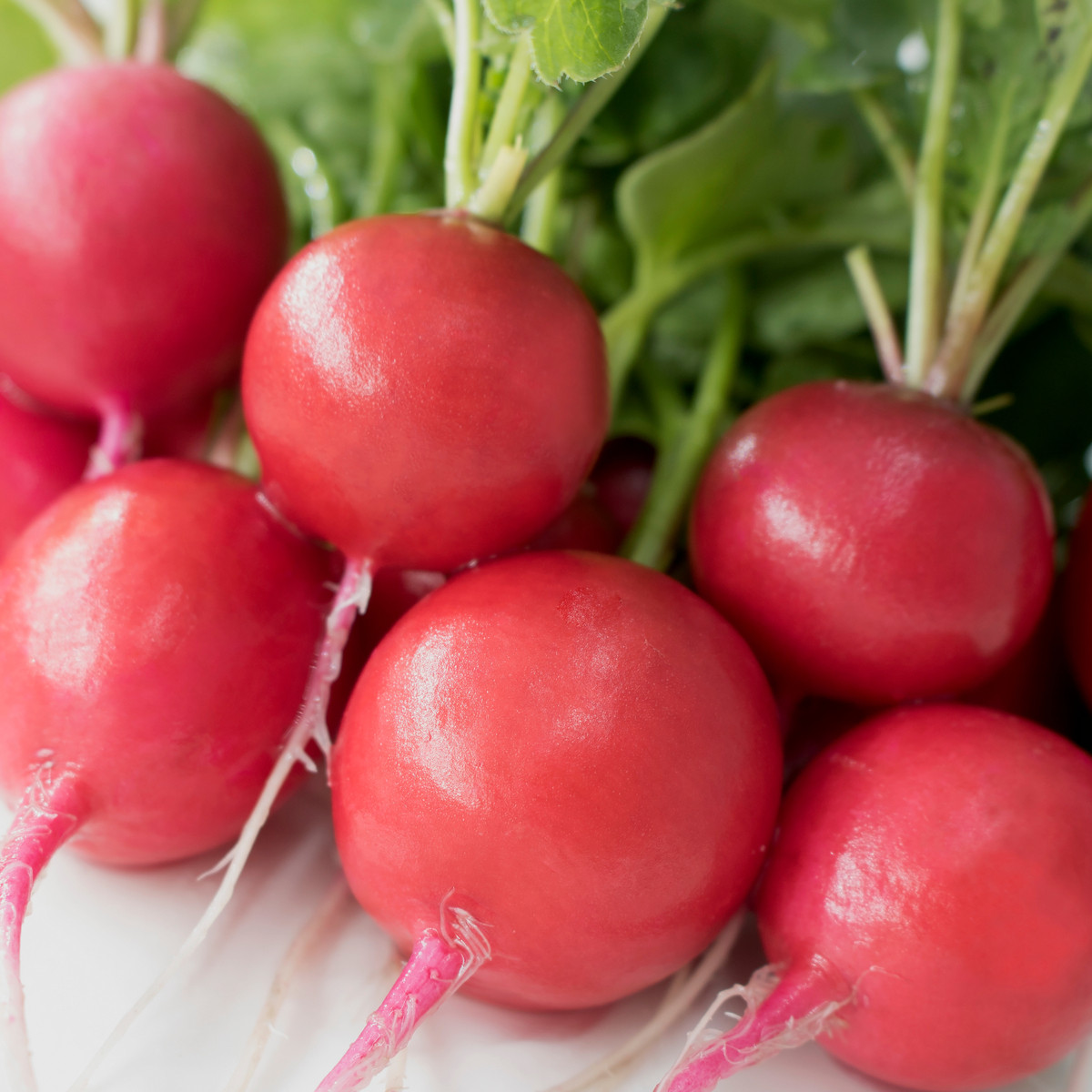 Ředkvička obří máslová Riesenbutter - Raphanus sativus - semena ředkvičky - 100 ks