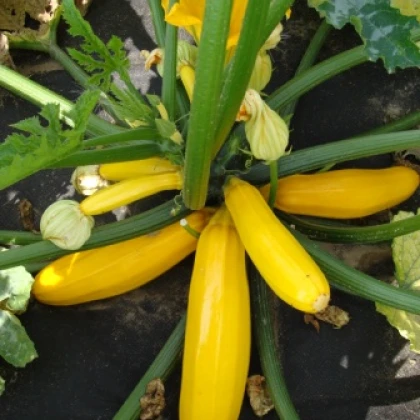 Cuketa Paladin F1 - Cucurbita pepo - semena cukety - 10 ks