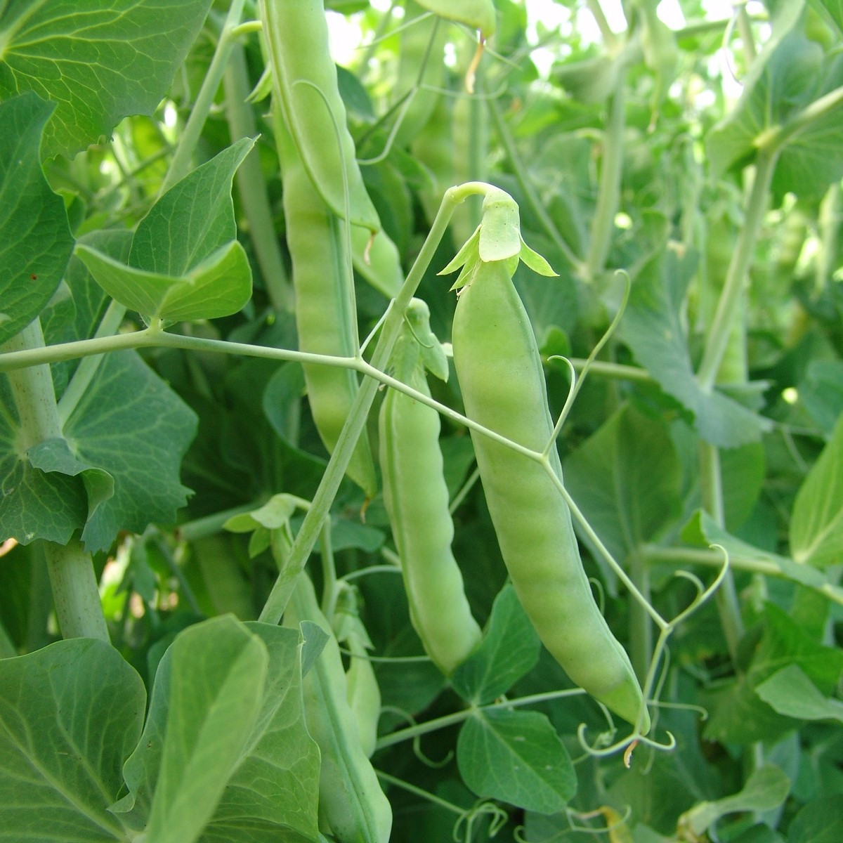 Hrách cukrový Ambrosia - Pisum sativum - semena hrachu - 50 ks