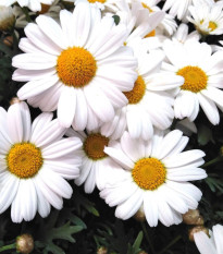 Kopretina balkonová Snowland - Chrysanthemum paludosum - semena kopretiny - 50 ks