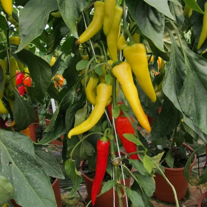 Paprika kozí/beraní roh Sora - Capsicum annuum - semena - 55 ks