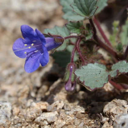 Svazenka modrá - Phacelia campanularia - semena svazenky - 800 ks