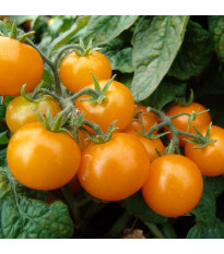 Rajče Aztek - Solanum lycopersicum - semena rajčete  - 20 ks
