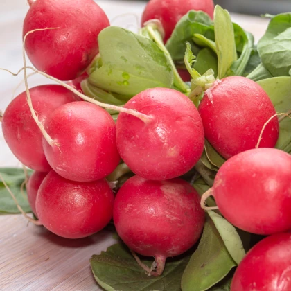 BIO Ředkvička Patricie - Raphanus sativus - bio semena ředkvičky - 25 ks