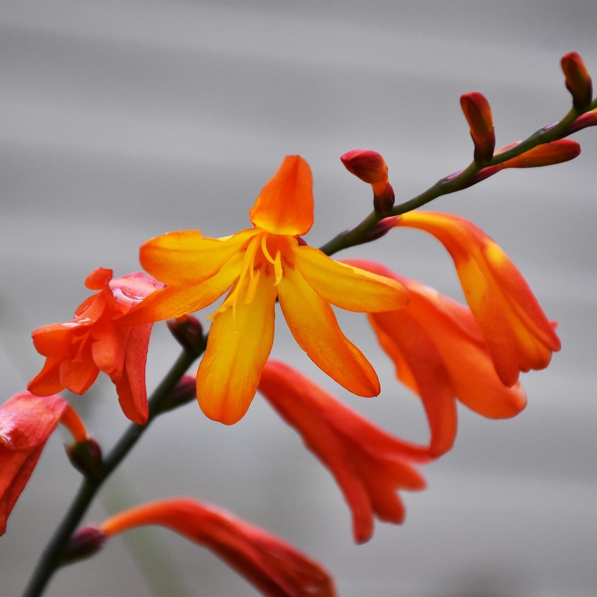 Montbrécie Meteor - Crocosmia - hlízy montbrécie - 4 ks