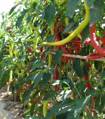 Paprika kozí roh Beros - Capsicum annuum - semena chilli - 15 ks