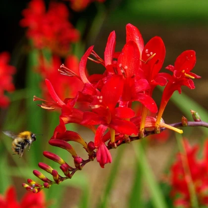 Montbrécie Červený král - Crocosmia - hlízy montbrécie - 4 ks