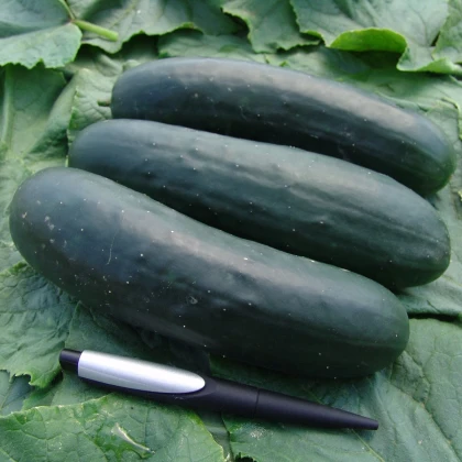 Okurka salátová Jogger F1 - Cucumis sativus - semena okurky - 12 ks