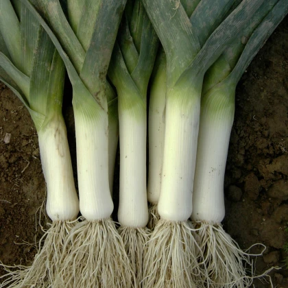 Pór zimní Winner - Allium porrum - semena póru - 300 ks