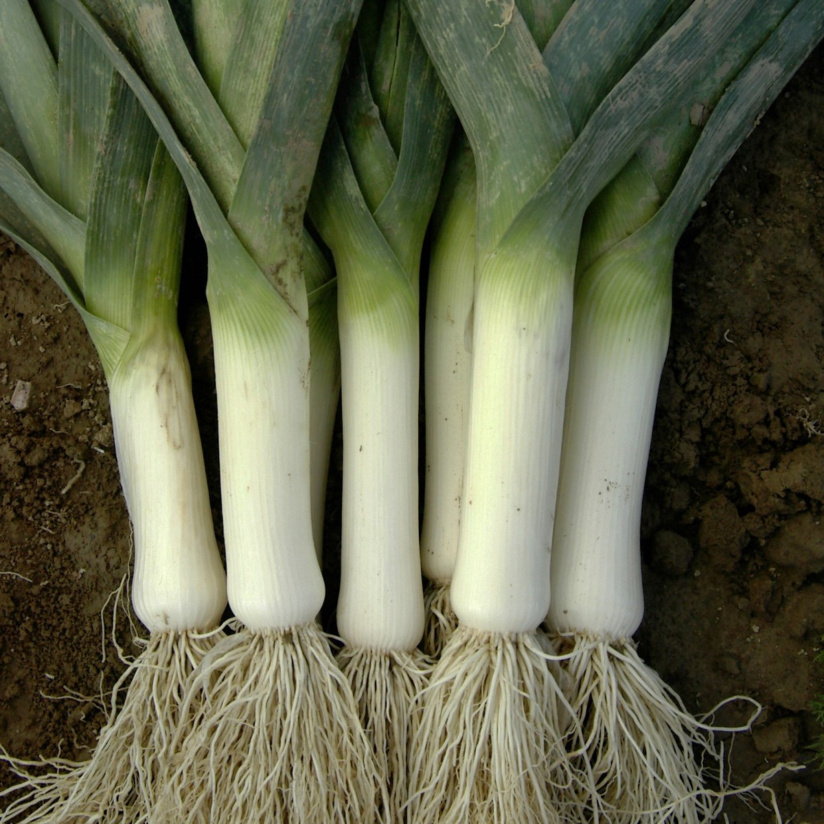 Pór zimní Winner - Allium porrum - semena póru - 300 ks