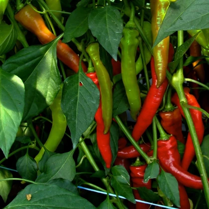 Paprika kozí roh Poseidon - Capsicum annuum - semena chilli - 15 ks