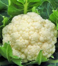 BIO Květák raný Odysseus - Brassica oleracea - bio semena květáku - 20 ks