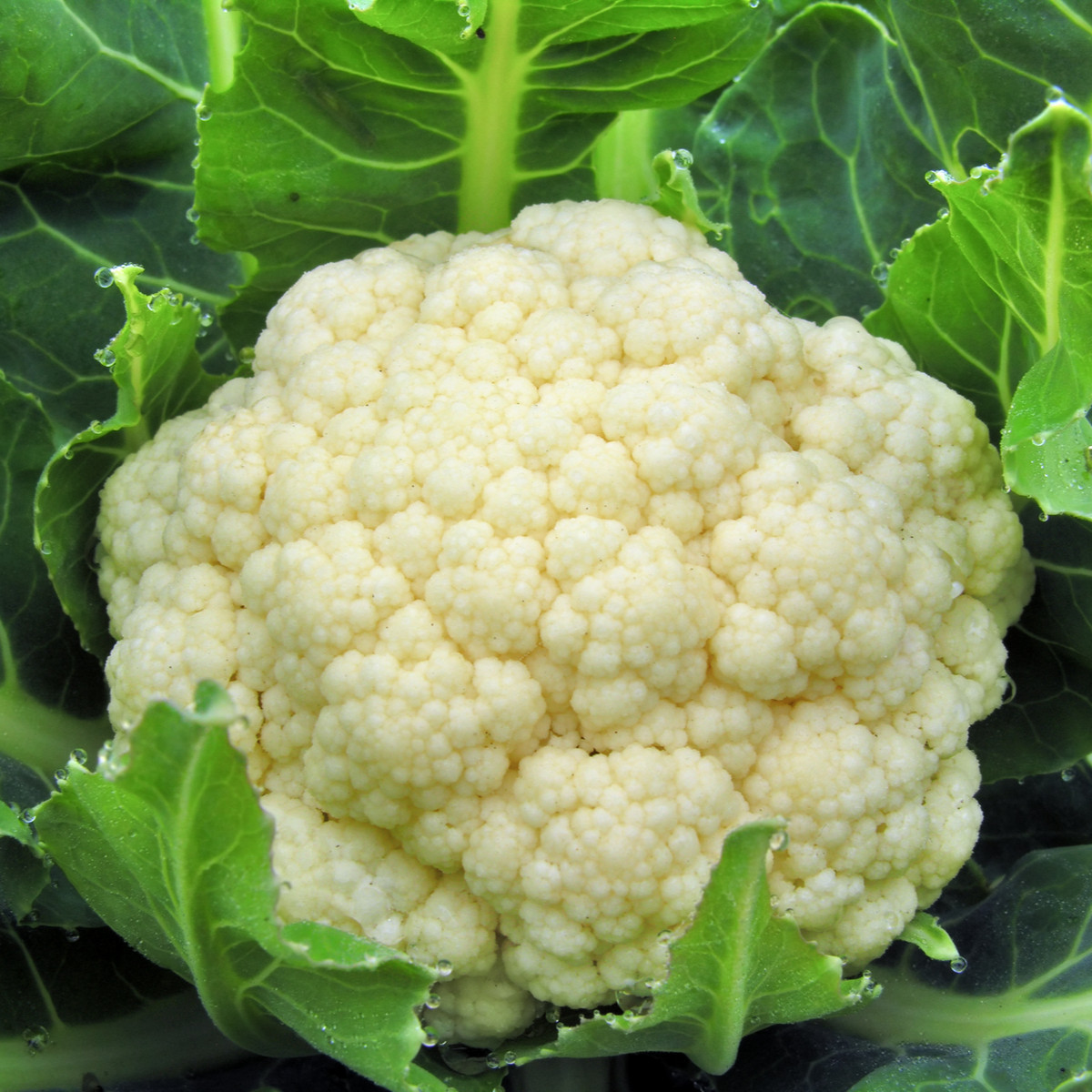 BIO Květák raný Odysseus - Brassica oleracea - bio semena květáku - 20 ks