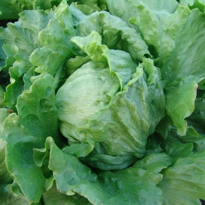 Salát hlávkový Tarzan - Lactuca sativa L. - semena salátu - 250 ks