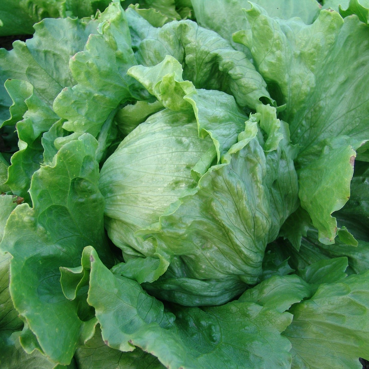 Salát hlávkový Tarzan - Lactuca sativa L. - semena salátu - 250 ks