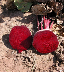 Řepa Kahira - Beta vulgaris L. var. conditiva - semena řepy - 60 ks