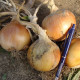 Cibule jarní Amfora F1 - Allium cepa - semena cibule - 110 ks