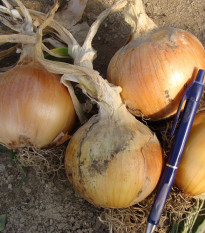 Cibule jarní Amfora F1 - Allium cepa - semena cibule - 110 ks