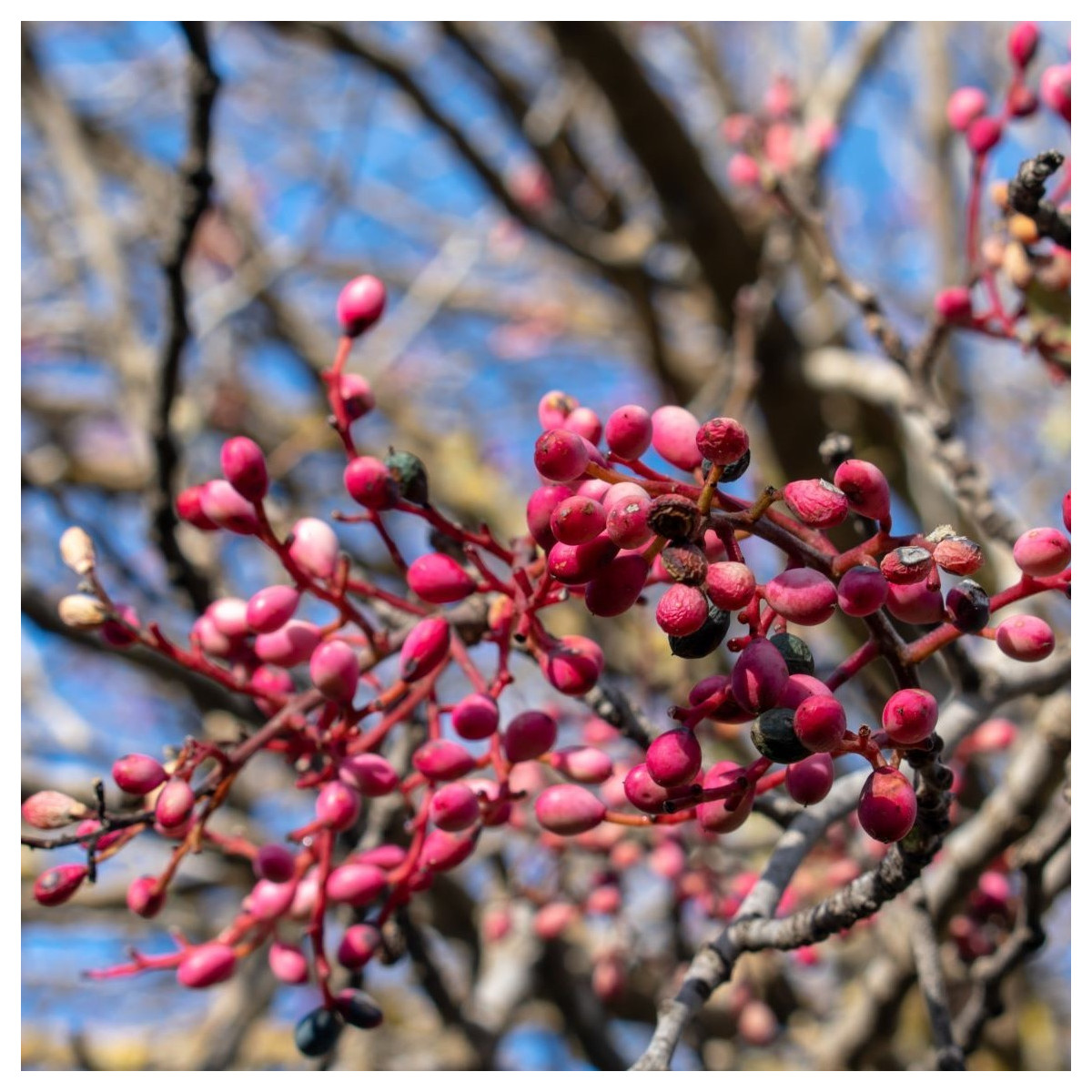 Pistácie atlantská - Pistacia atlantica - semena pistácie - 5 ks