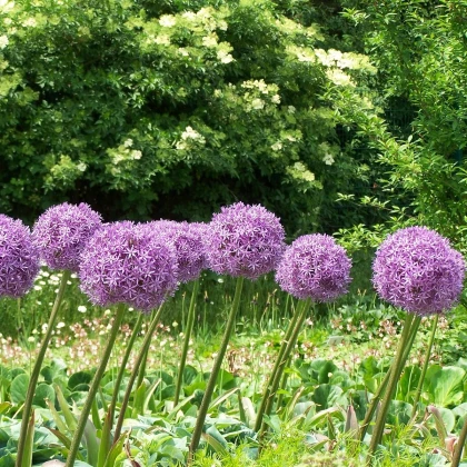 Česnek Globemaster - Allium - cibule okrasného česneku - 1 ks