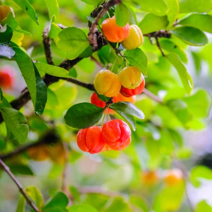 Barbadoská třešeň - Malpighia glabra - semena třešně - 4 ks