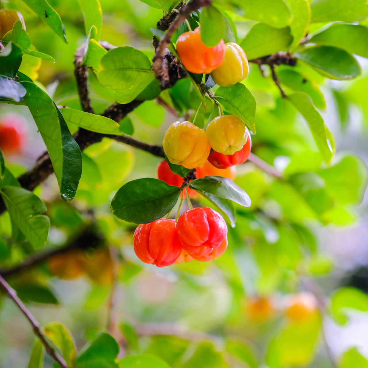 Barbadoská třešeň - Malpighia glabra - semena třešně - 4 ks