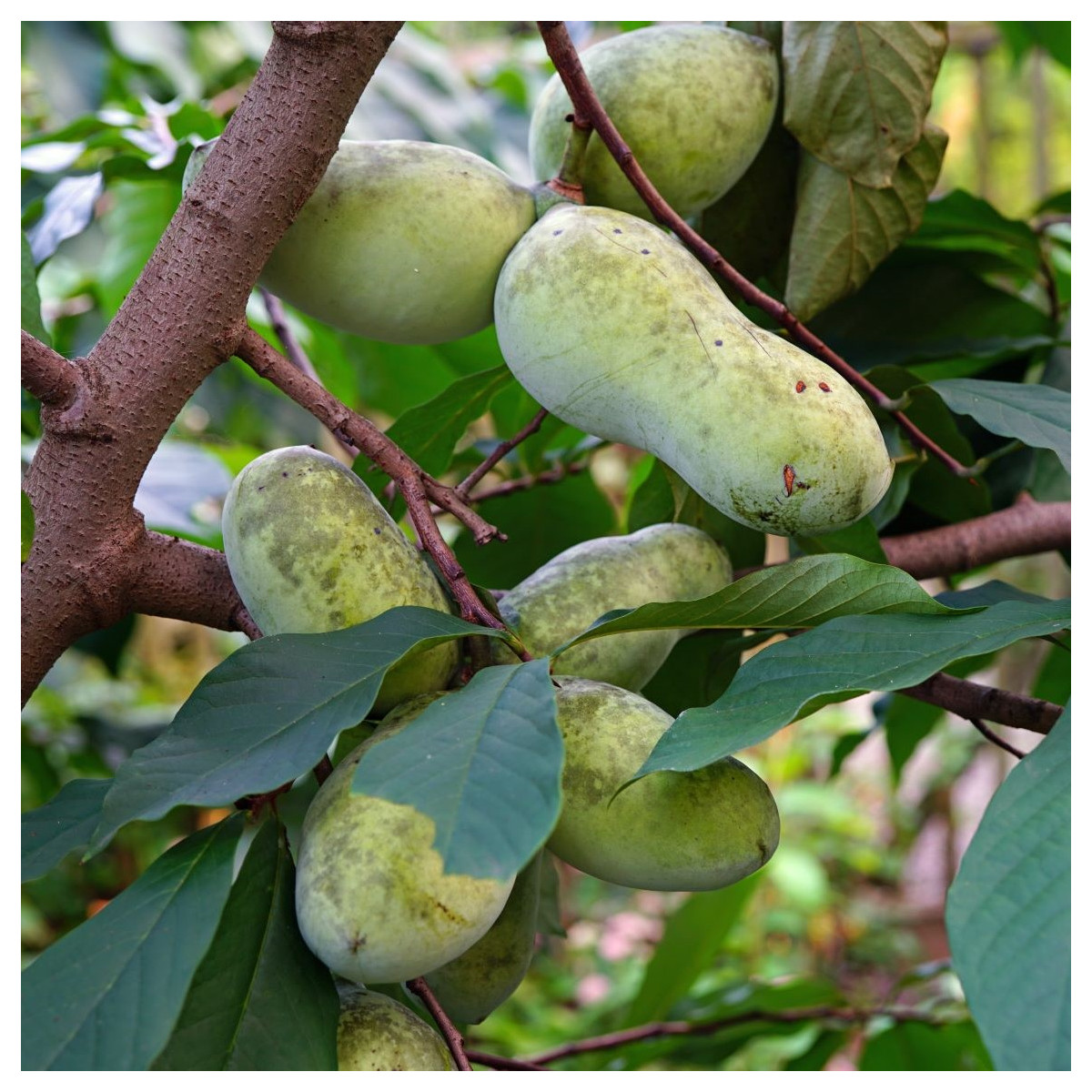 Indiánský banán - Asimina triloba - semena indiánského banánu - 4 ks