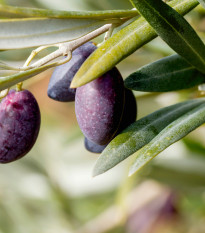 Olivovník evropský - Olea europeae - semena olivovníku - 5 ks