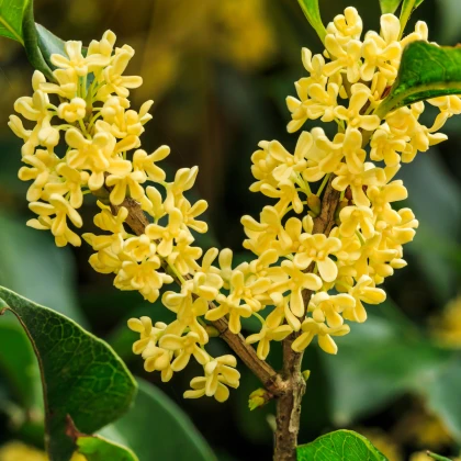 Olivovník libovonný - Osmanthus fragrans - semena olivovníku - 5 ks