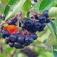 Aronie - Černý jeřáb - Aronia melanocarpa - semena jeřábu - 7 ks