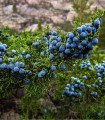 Jalovec ztepilý - Juniperus excelsa - semena - 5 ks