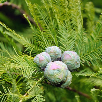 Tisovec dvouřadý - Taxodium distichum - semena tisovce - 5 ks