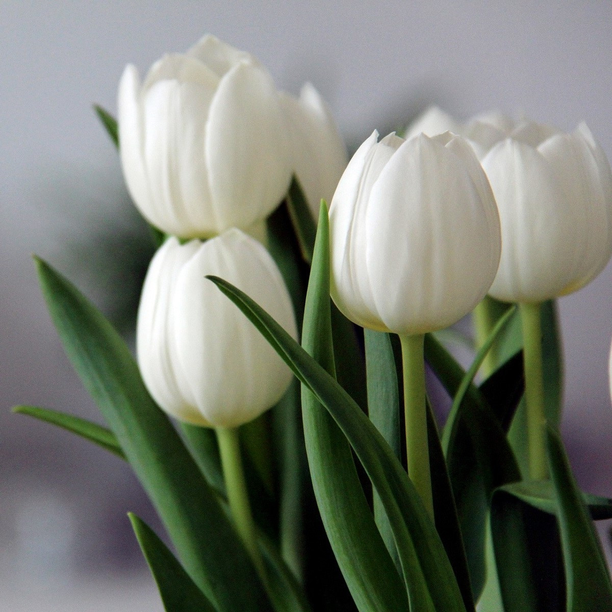 Tulipán Clearwater - Tulipa - cibule tulipánu - 3 ks