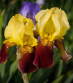 Kosatec německý Accent - Iris germanica - hlízy kosatce - 1 ks