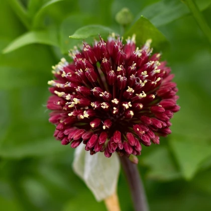 Česnek Red Mohican - Allium amethystinum - cibule okrasného česneku - 1 ks