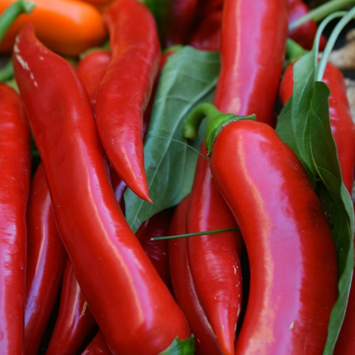 Chilli Kajenský pepř - Capsicum annuum - semena chilli - 8 ks