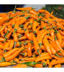 Chilli Bulharská mrkev - Capsicum annuum - semena chilli - 6 ks