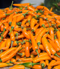 Chilli Bulharská mrkev - Capsicum annuum - semena chilli - 6 ks