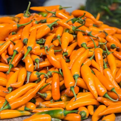 Chilli Bulharská mrkev - Capsicum annuum - semena chilli - 6 ks