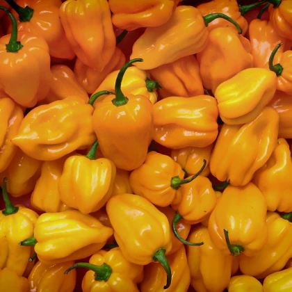 Chilli Trinidad Scorpion Moruga - Capsicum chinense - semena chilli - 5 ks